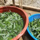 버드나무약국 이미지