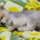 의정부 애견호텔 SM펫살롱 이미지