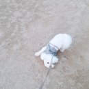 강아지의 하루 이미지