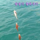 완도20호 이미지