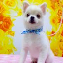 퍼피투게더 이미지