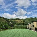 낭만 Dog 이미지