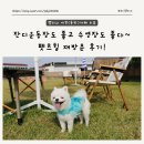 Petshill (펫츠힐) | 일산 애견실내수영장 사계절 이용 가능! 애견운동장 넓은 펫츠힐 재방문 후기