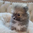 도그마루 강아지고양이 청주점 이미지