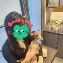 더봄동물병원 | 급성 췌장염 사지마비 응급상황, 미아사거리 더 편한동물병원에서 신속대처 후기 (8살 아이쥐 강정이)