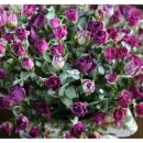 하나로 플라워 수족관 이미지