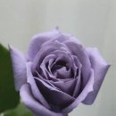 푸른장미 이미지