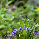 두리반디 이미지