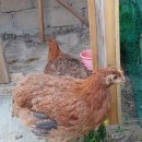 천진초등학교 이미지