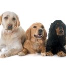 티앤디 동물병원 이미지