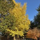 남이섬강변리조트(주) | 11월 춘천 가볼만한곳 애견동반 남이섬 단풍명소! 가을여행 솔직후기