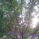 갈뫼농장 이미지