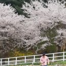 몽이애견 이미지