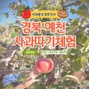 경북 예천 2024년 사과따기체험 평일 주말 가능해요! 단체 체험 환영해요!