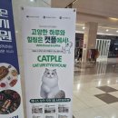 일산 고양이 카페 귀여움 한도 초과! 이색 데이트로 딱인 '캣플 일산탄현점' 솔직 후기