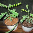 (주)스타후르츠 이미지