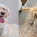 유어펫그루밍 이미지