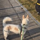 복터진강아지 | 노력은 배신하긴해도 사라지지않아 | 첫출근 후기