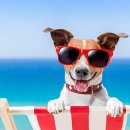 이상동물병원 이미지