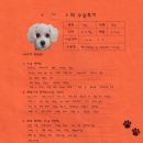 1261 | [#1261] 우유(양측 슬개골탈구 G2, G3)의 수술후기