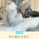 퍼니펌 | 권선동 속눈썹펌 퍼리펠트프렌드 할인 꿀팁!