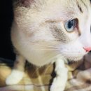 심재웅동물병원 이미지