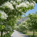 우체국 이팝나무 이미지