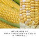 형원농장 네이버블로그