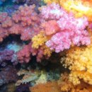 제주연안 연산호 군락지 이미지