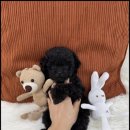 고려동물병원 이미지