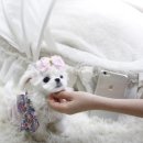 퍼피대디 이미지