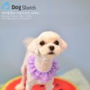 몽이뭉치애견샵 이미지