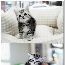 강남고양이분양 스타돌스 | 강남고양이분양 스타돌스에서 만난 고양이와의 편안한 시간