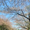 오설록 교차로 | 제주도 벚꽃 드라이브 명소 | 제주대학교 아라캠퍼스 벚꽃길 드라이브