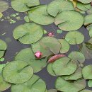 고택 수련 이미지