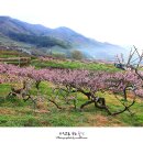 복사꽃피는마을 이미지