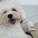 김해애견호텔 강아지유치원 맘바이 김해점 이미지