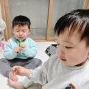 형제식품 | 삼형제도 반한 알로에젤리 이뮨젤리 우리 집 영양 간식 루틴 후기