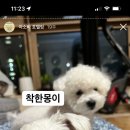 아소비 퍼피스 서창점 | [인천 남동구 서창동 프리미엄 애견호텔] 아소비퍼피스 호텔링
