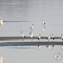 보존·활용 조화…여의도 52배 '강화갯벌·저어새번식지' 재조사