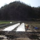 2015년 햅쌀 . . 햇찹쌀 판매합니다.. 이미지