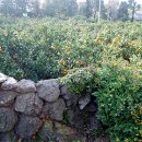 하얀민박 이미지