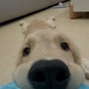 코사마트 - 신안군 흑산면 | 평화를찾아서…
