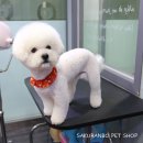 사쿠란보애견샵