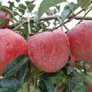 지성농장 이미지