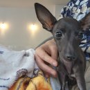 뽀뽀뽀하개 이미지