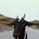 힘찬흑염소 이미지