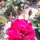 장미모텔 이미지