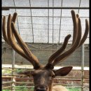 부자 흑염소농장 이미지