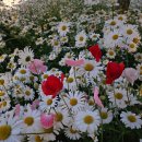 구백가든 | 5월의 여행 | 여름휴가 랜덤 여행 - Day1 김제 편